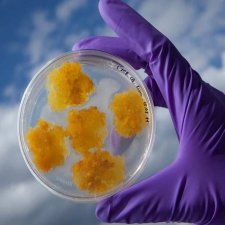 Microbiologia