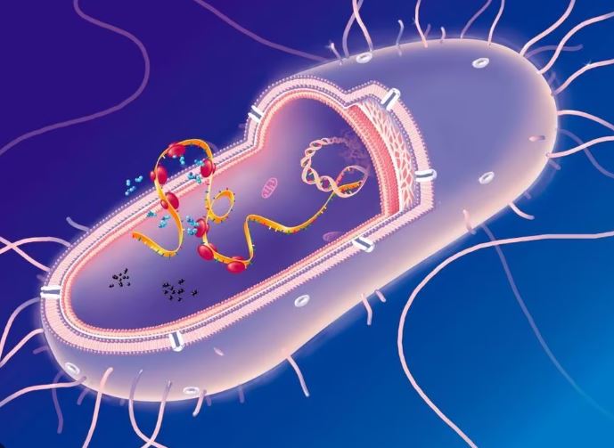 Microbiologia